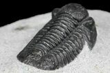 Detailed Gerastos Trilobite Fossil - Morocco #145740-3
